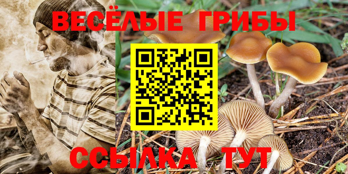 Менделеевск  даркнет сайт  Вход с VPN  Псилоцибиновые грибы мицелий 
